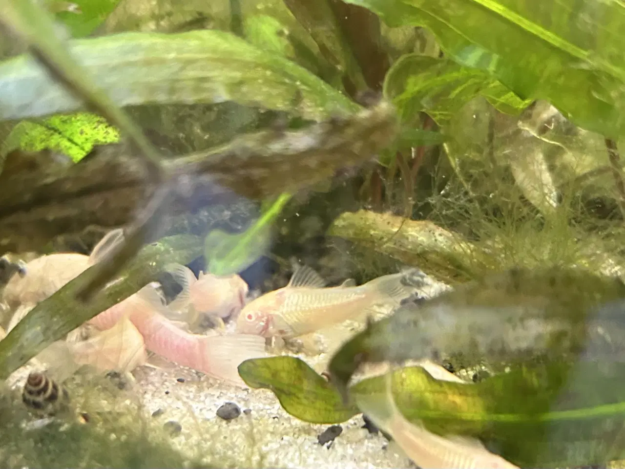 Billede 1 - 🐟 Albino pansermaller – 3-4 cm Premium | Viby J