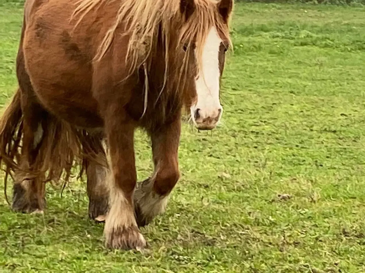 Billede 4 - MINI irish cob hoppeplag 