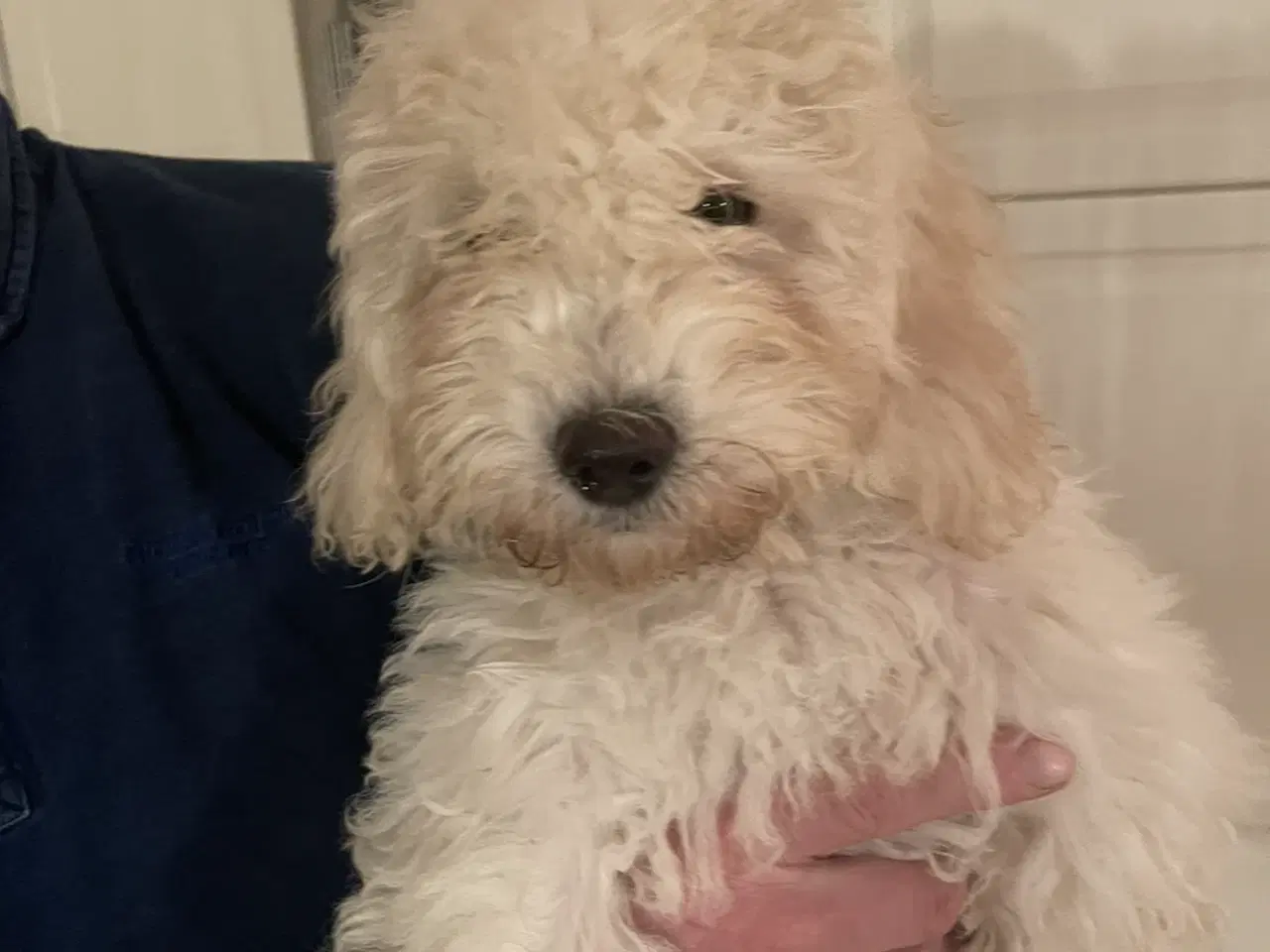 Billede 10 - De skønneste Mini Goldendoodle hvalpe 