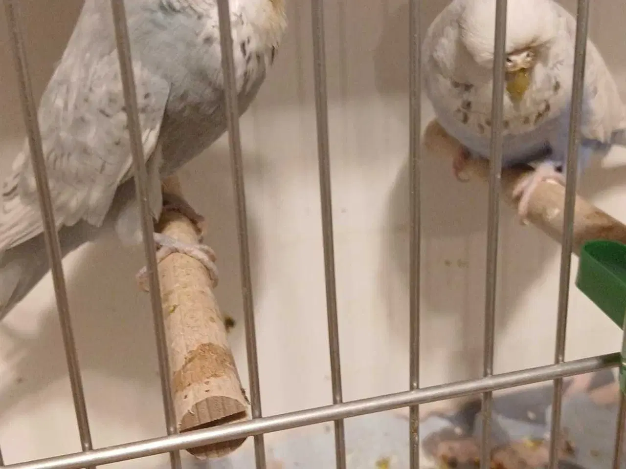 Billede 9 - 1 par Engelske undulater 