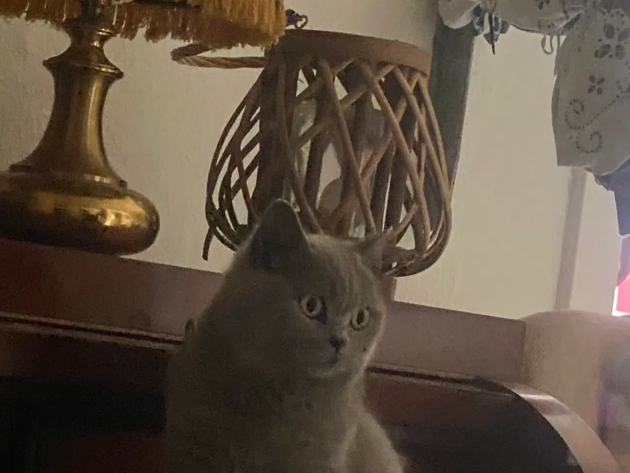 Billede 6 - Den sødeste Misse 🐱 