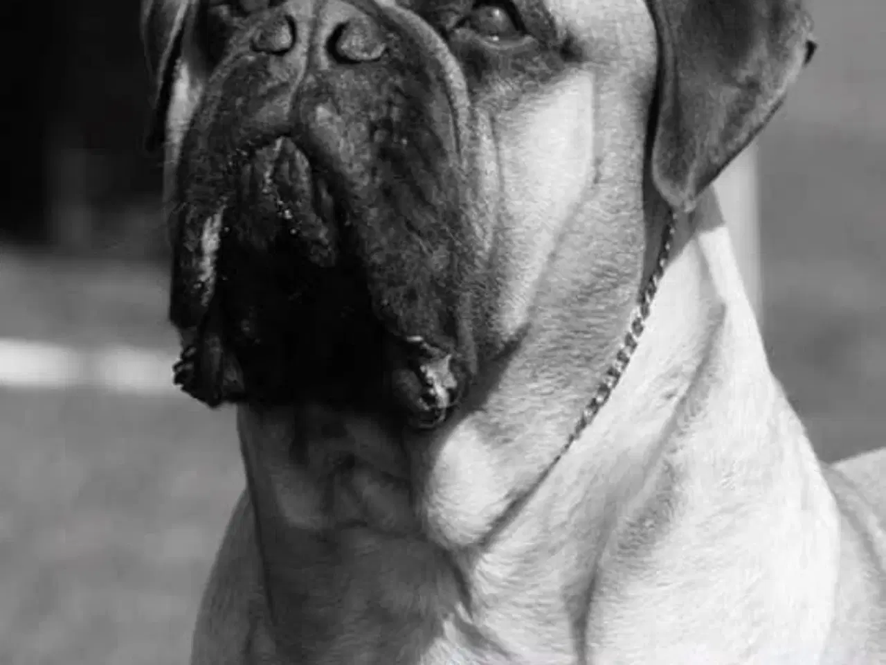 Billede 10 - Bullmastiff hvalpe 
