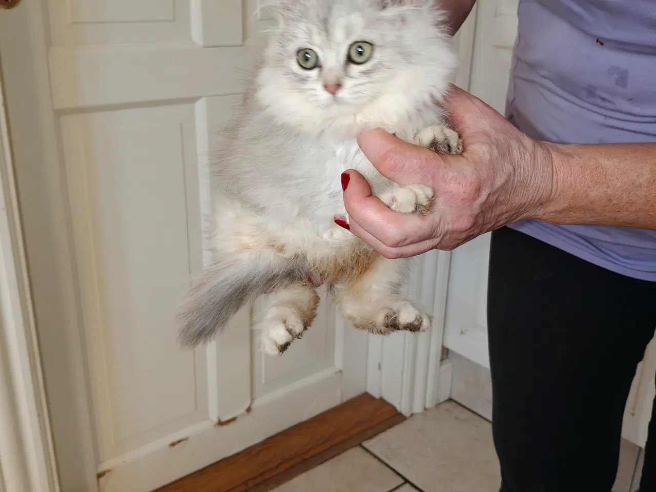 Billede 2 - Ragdoll x British longhair