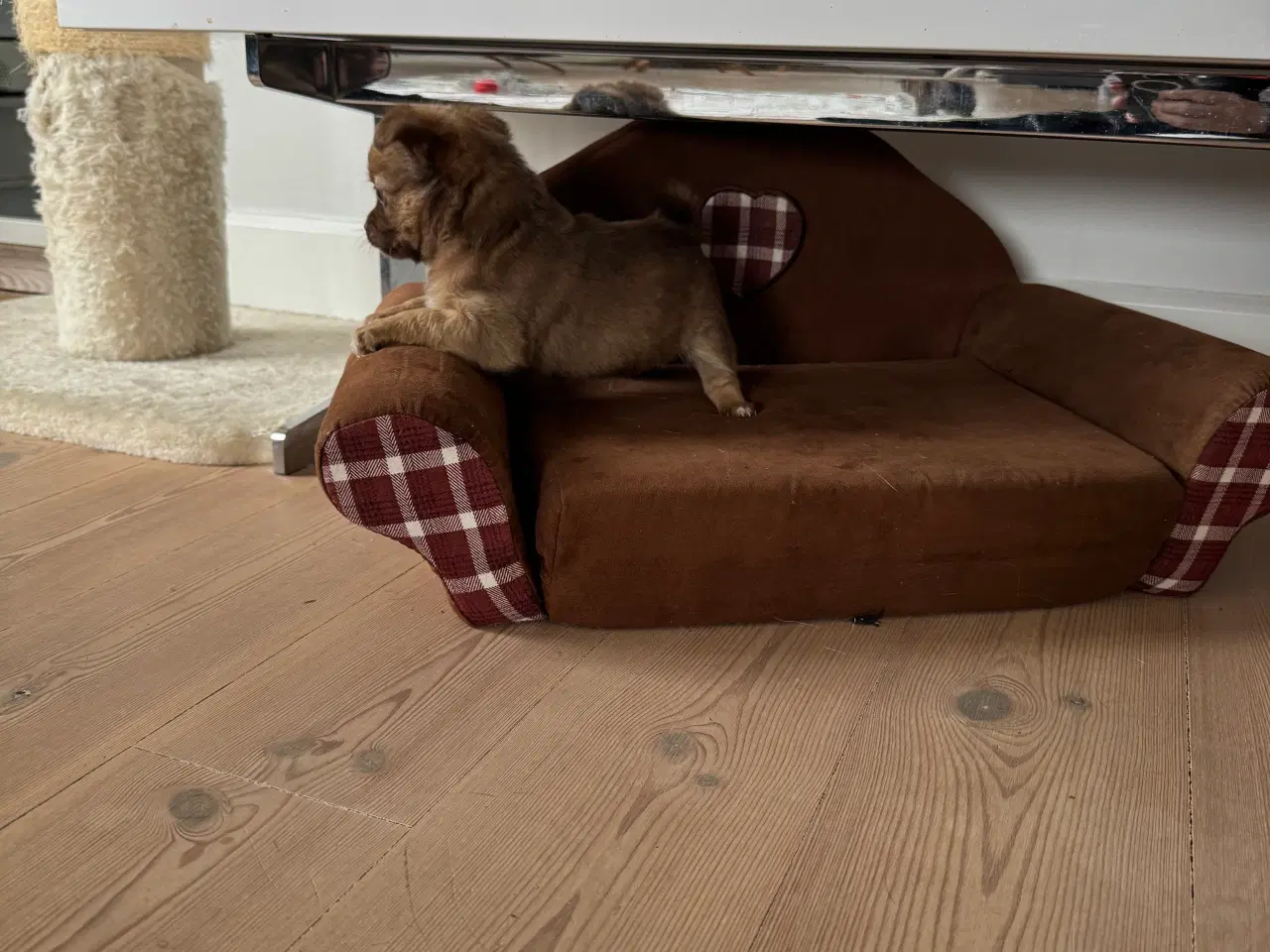 Billede 8 - Chihuahua/papillon hvalpe