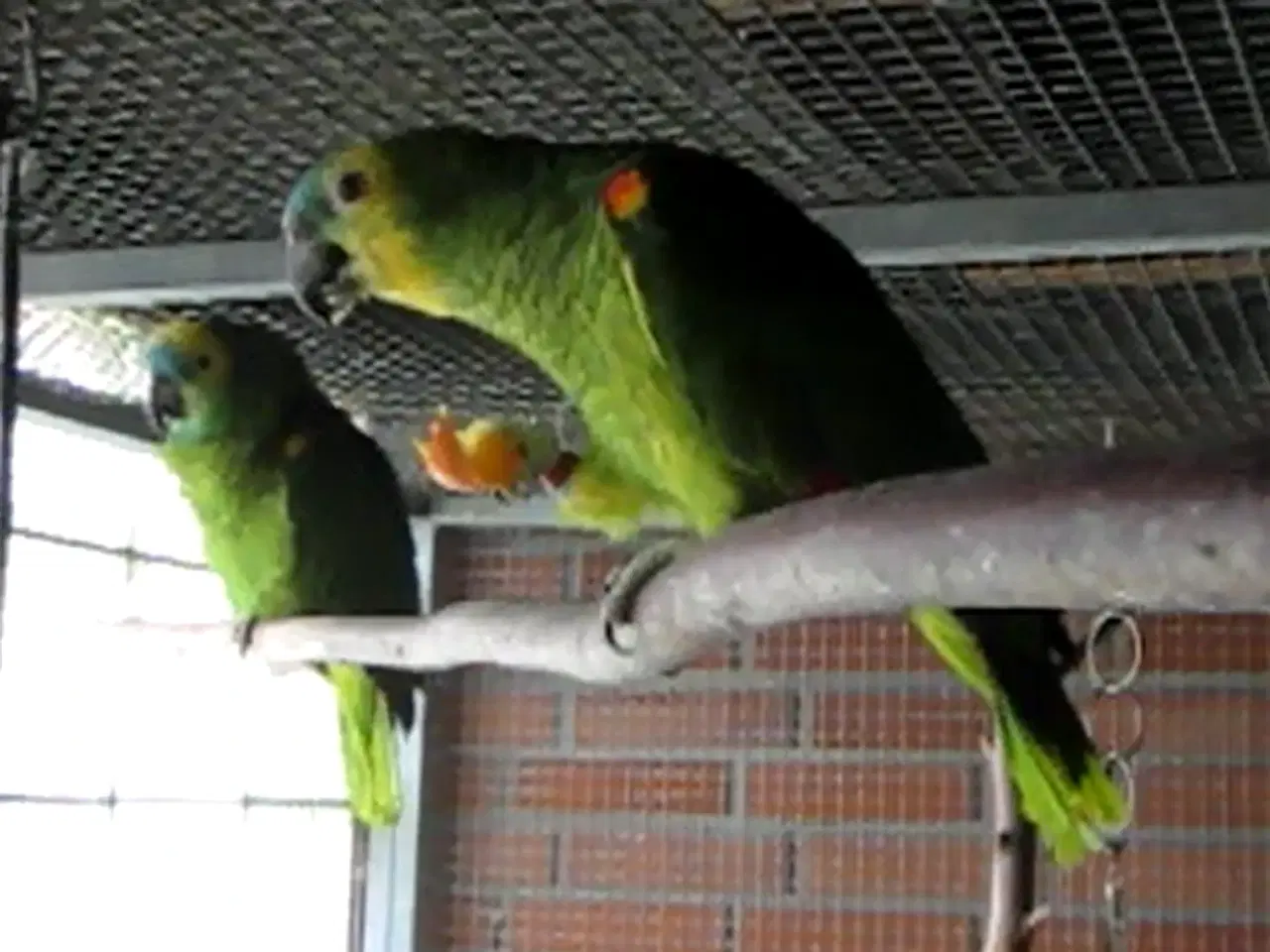 Billede 3 - Blåpandede Amazon papegøjer