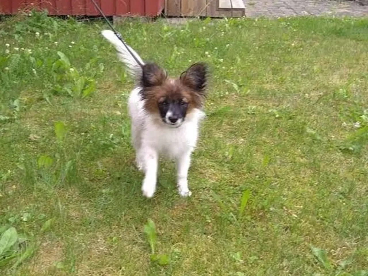 Billede 2 - Papillon han hvalpe