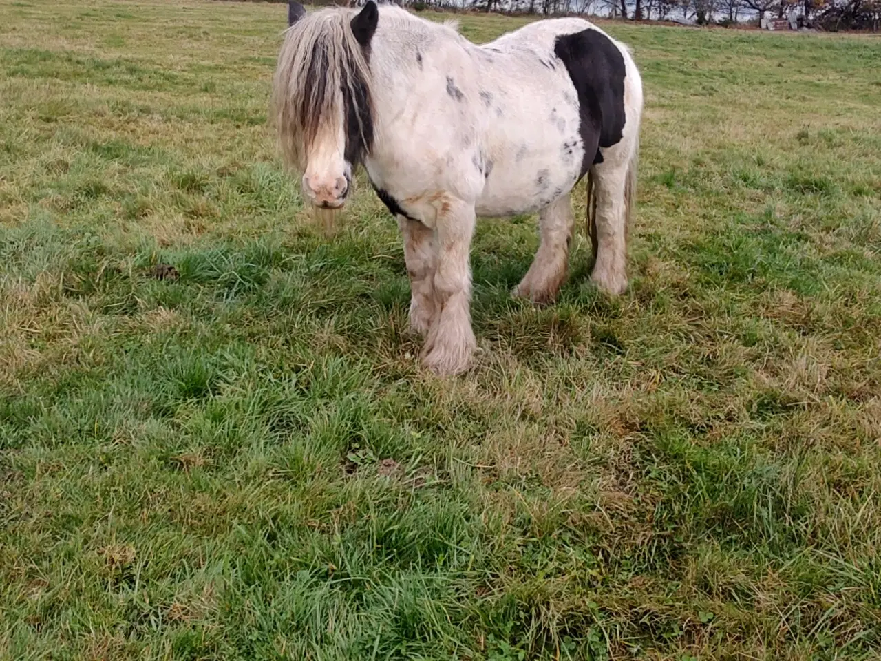 Billede 6 - Hoppeføl