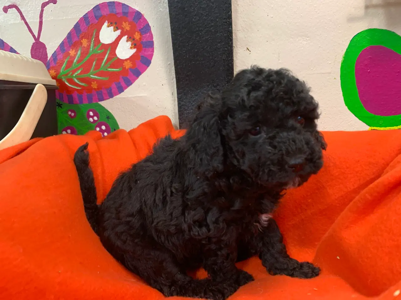 Billede 5 - Små fine mini Maltipoo babyer