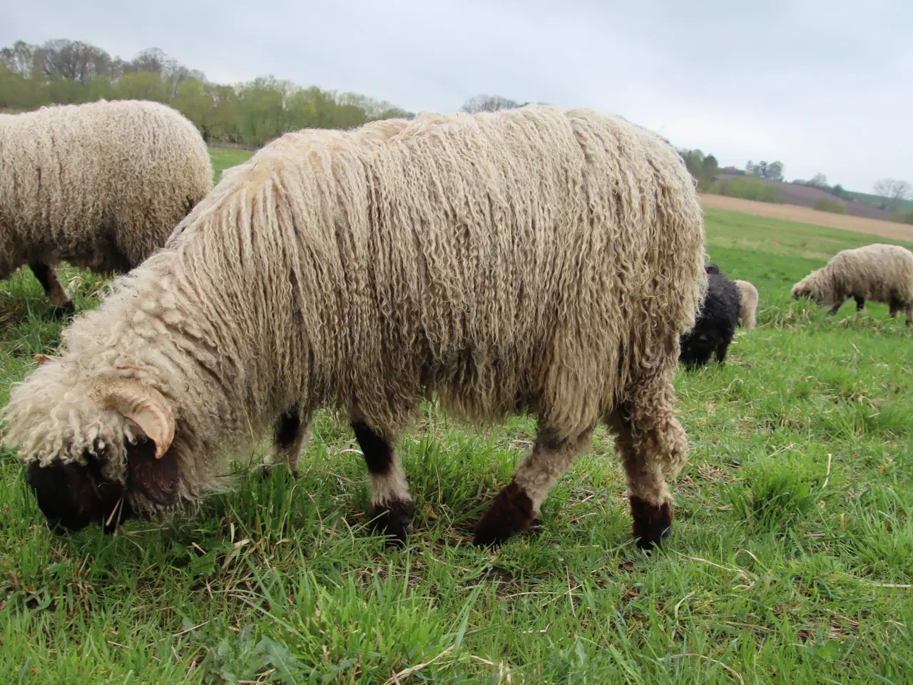Billede 3 - Valais Blacknose får