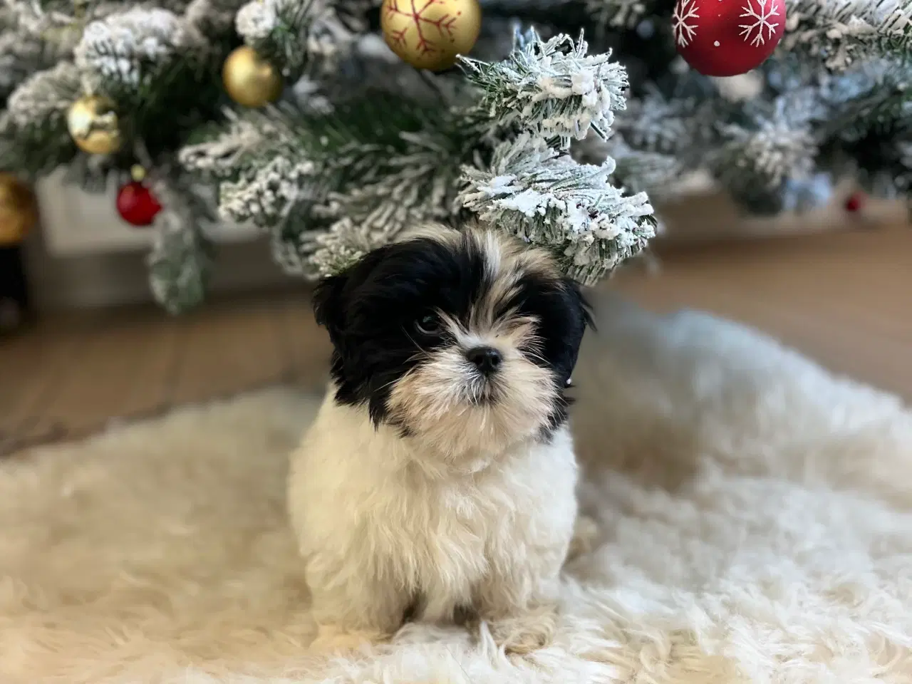 Billede 6 - Lhasa Apso hvalpe 