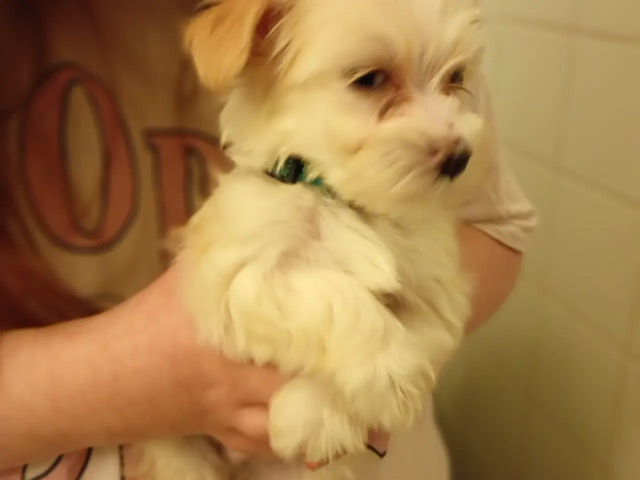 Billede 2 - Malteser/Havanais hvalpe søger nyt hjem