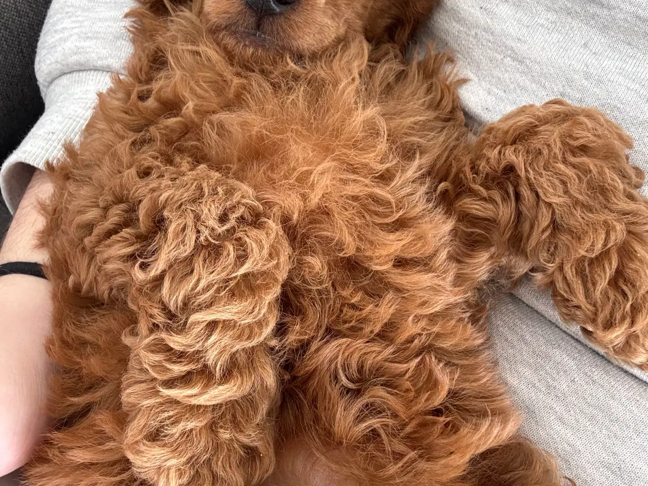 Billede 9 - 9 uger gammel dværg puddel tæve søger nyt hjem