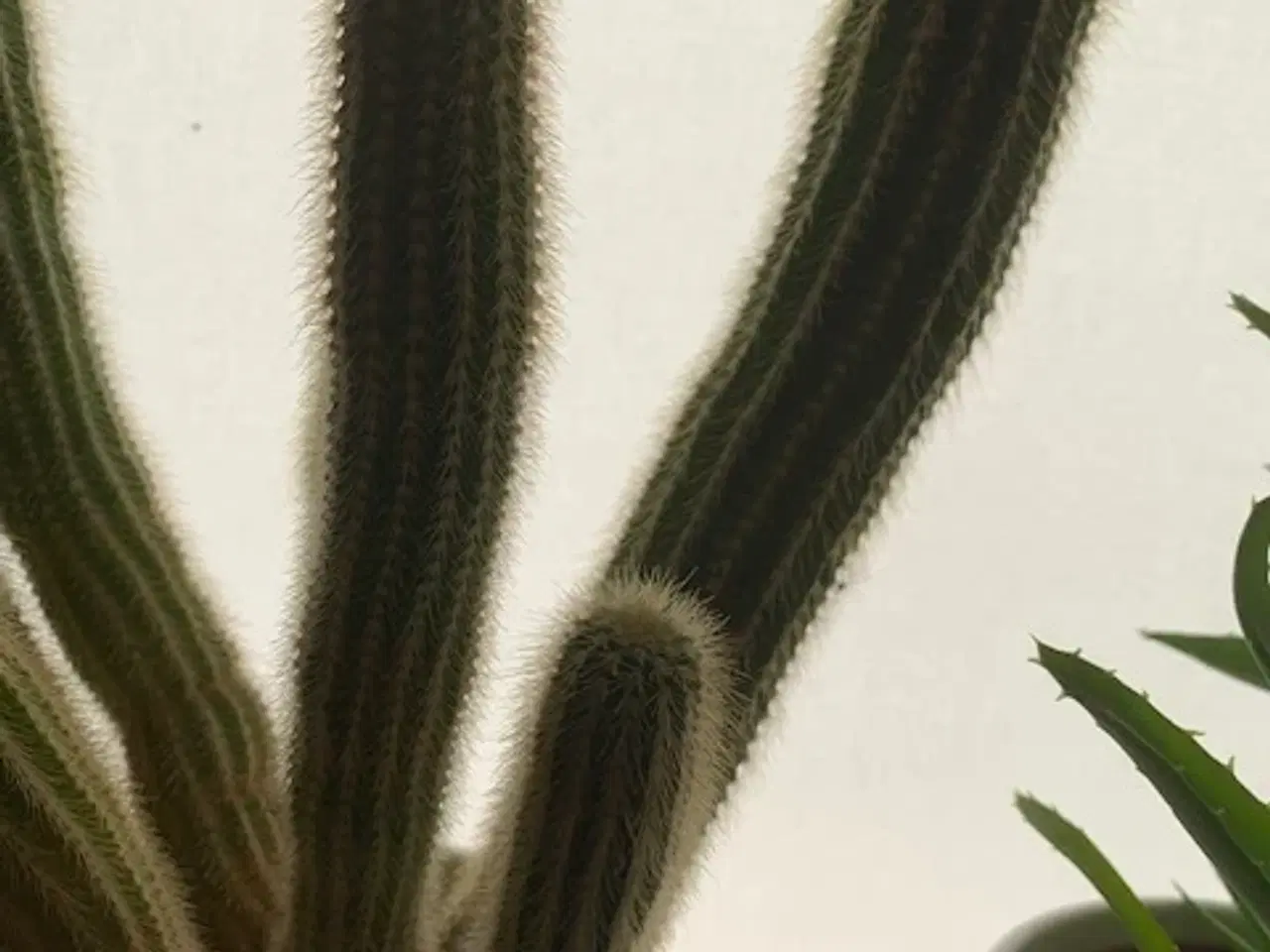 Billede 8 - 3 stk høje kaktusser inkl. hvide urtepotteskjulere