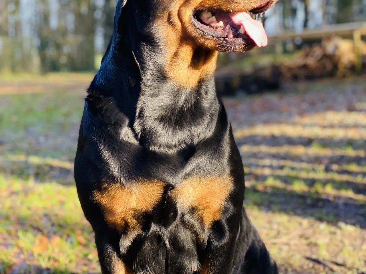 Billede 2 - Rottweiler hvalpe 🐶 