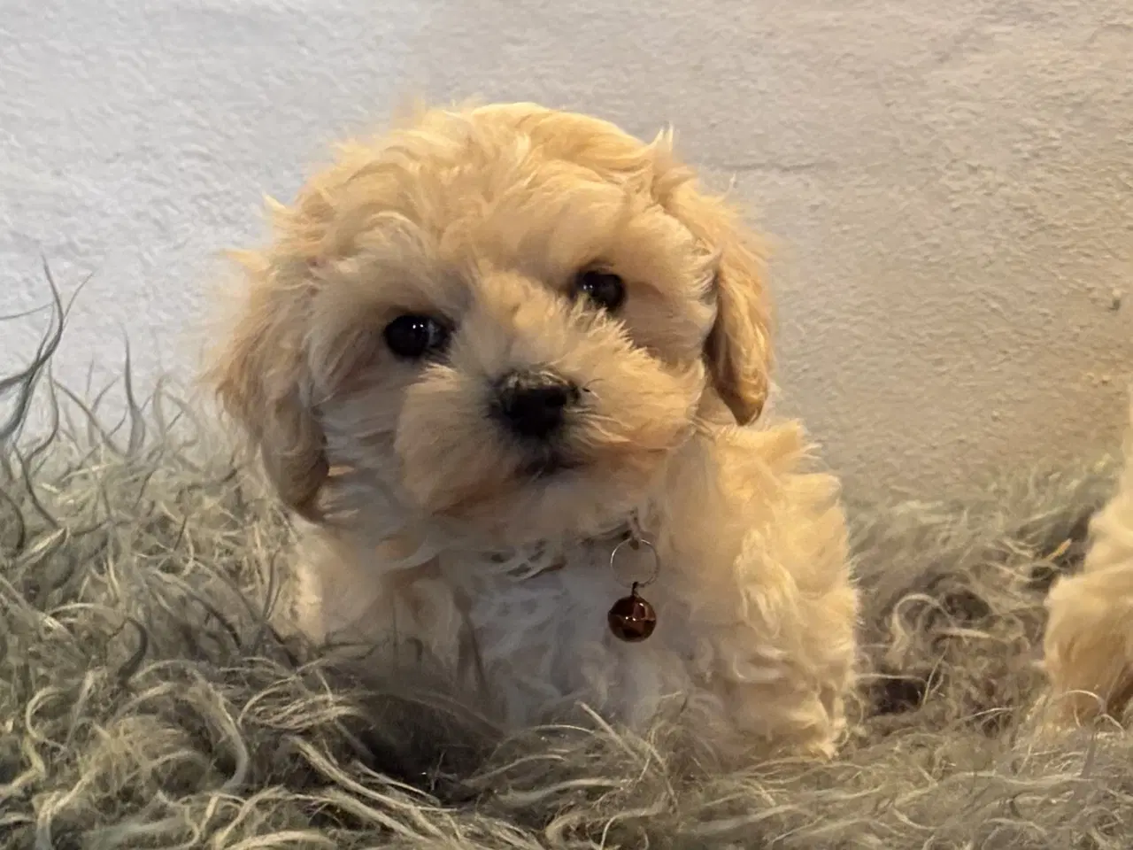Billede 16 - 1 Mini Maltipoo dreng må rejse nu 