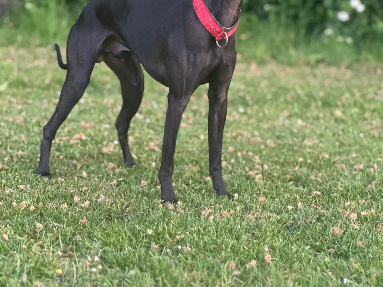 Billede 5 - Italiensk mynde / whippet 