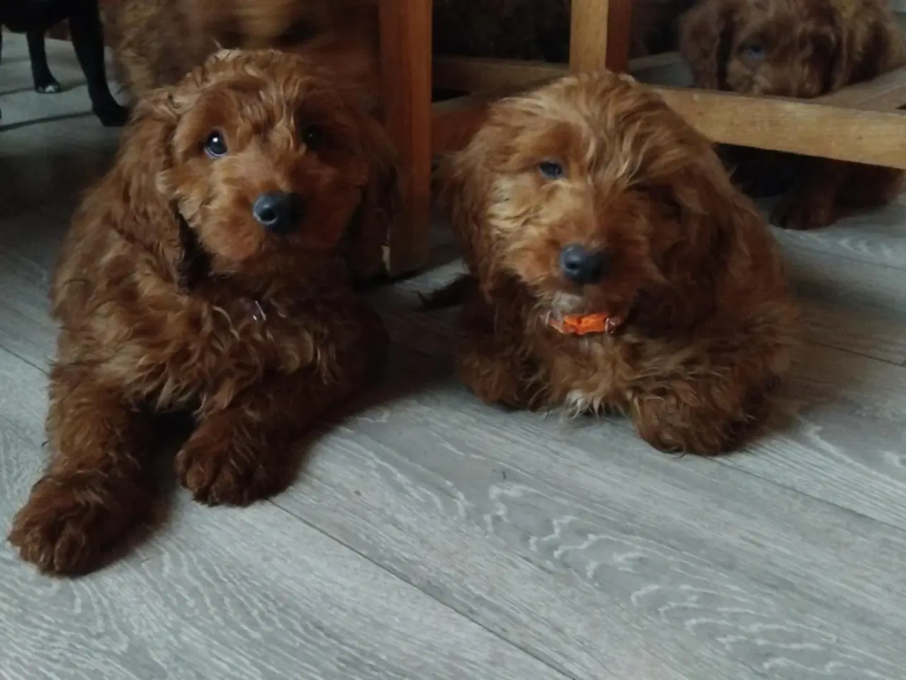 Billede 1 - Cockapoo hvalpe 