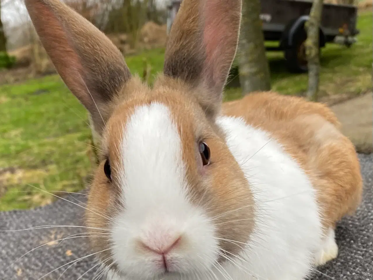 Billede 5 - HOLLÆNDER HAN MADAGASCAR