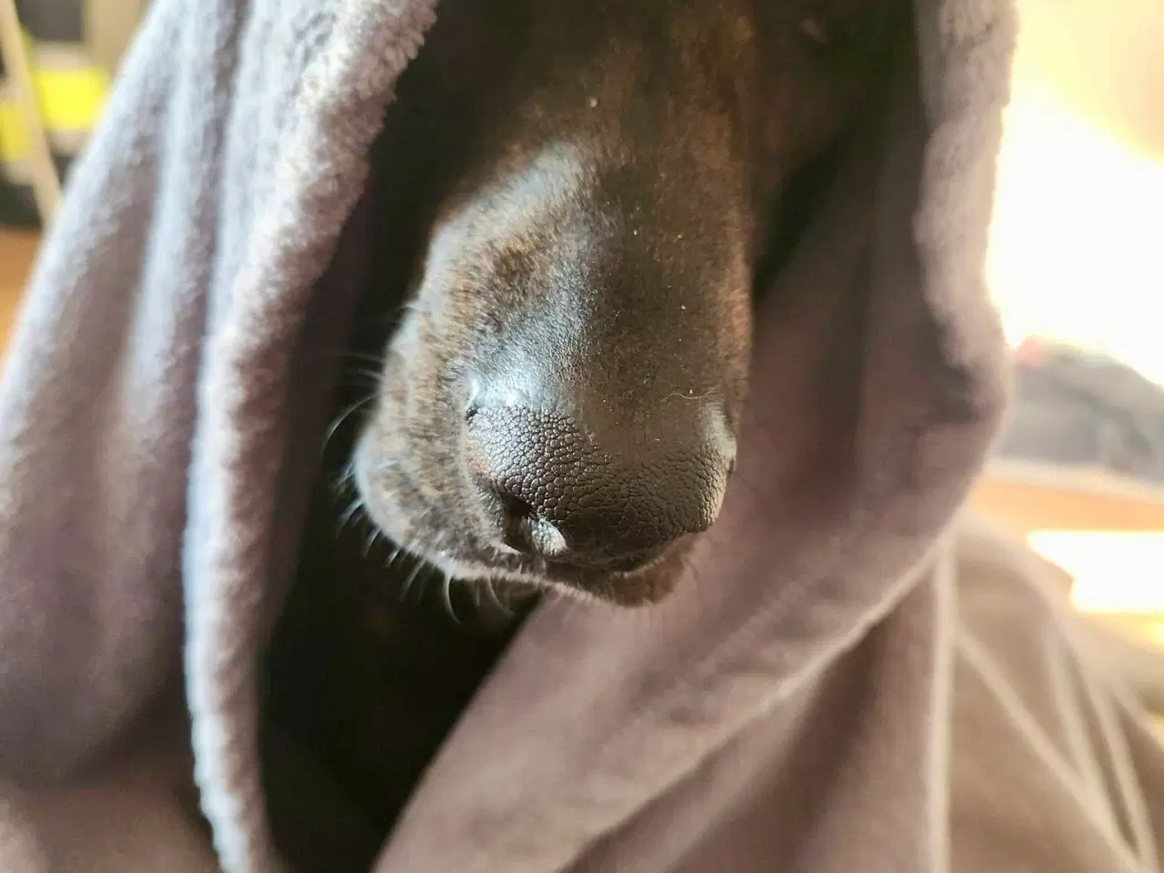 Billede 5 - Dejlige, finurlige Rollo søger ait ønskehjem 🏡💝