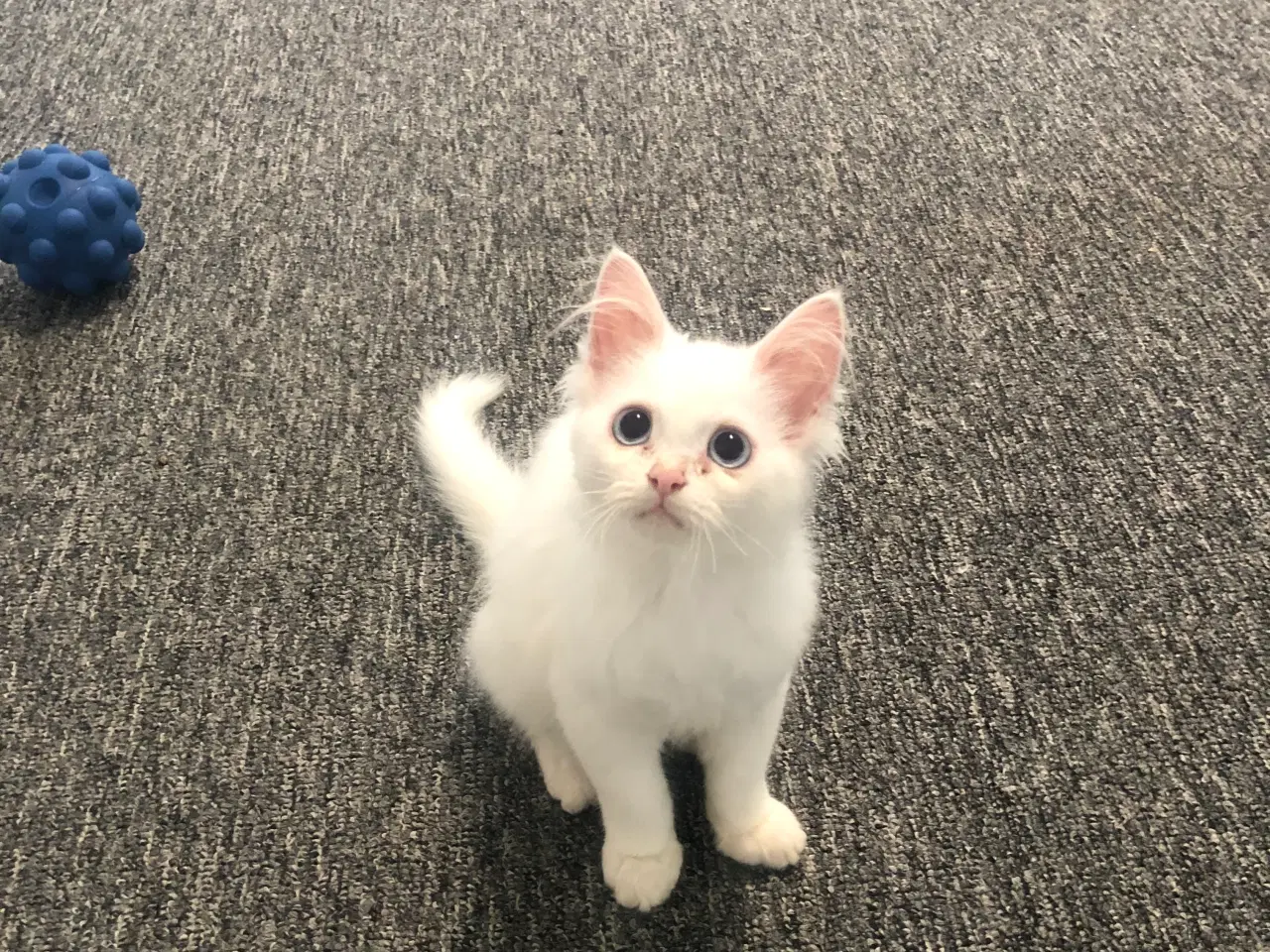 Billede 3 - Katte killinger til salg 