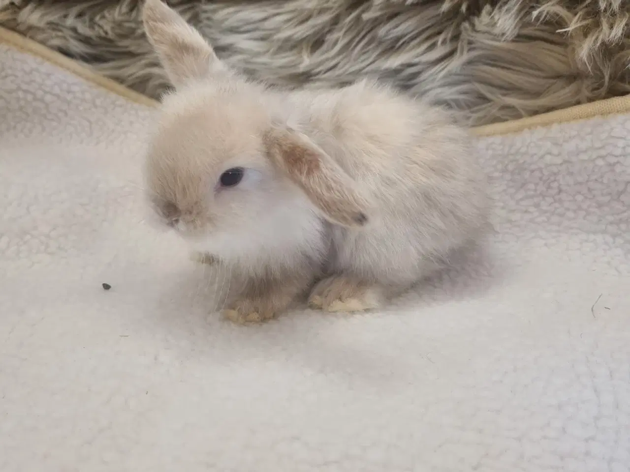 Billede 7 - Mini lop dværgkanin unger
