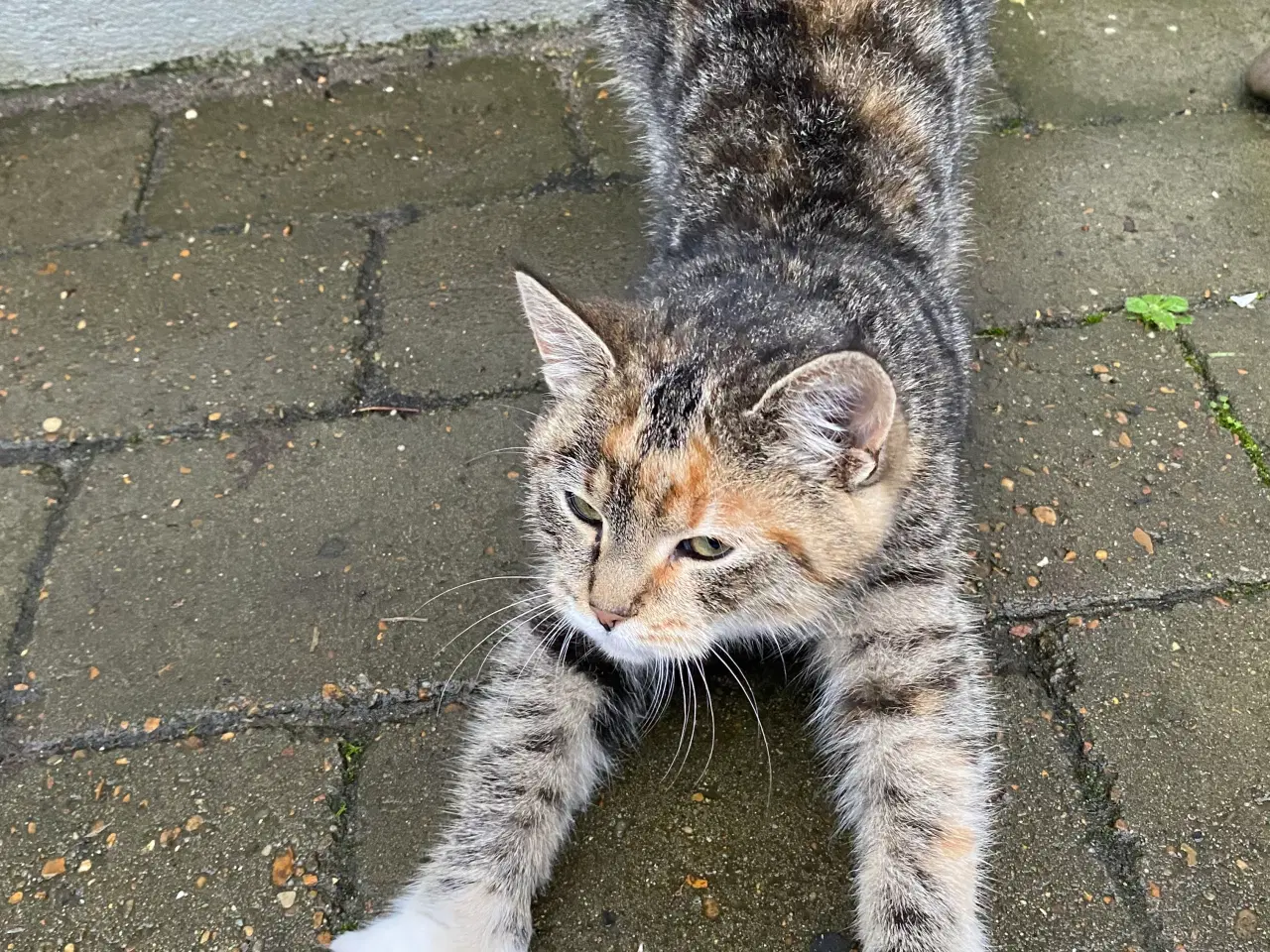 Billede 3 - Kattekillinger søger nyt hjem