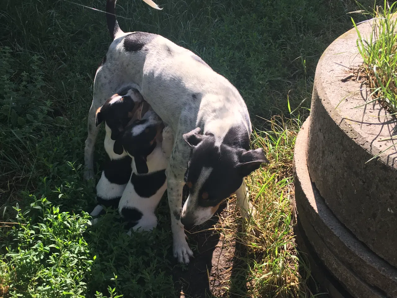 Billede 15 - Dansk svensk gårdhund hvalpe