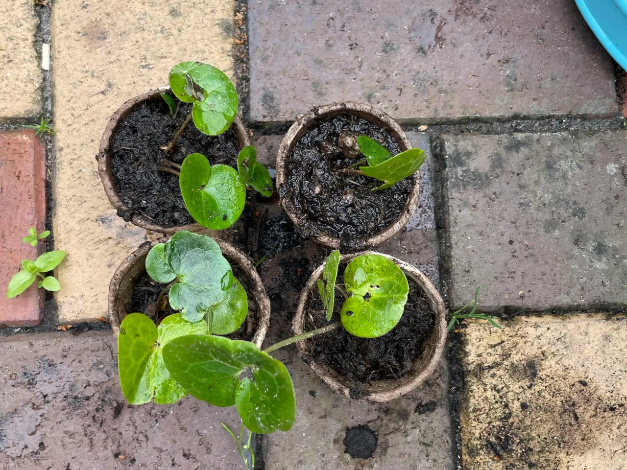 Billede 2 - Staude Hasselurt Asarum Europaeum, 20 stk i biopot