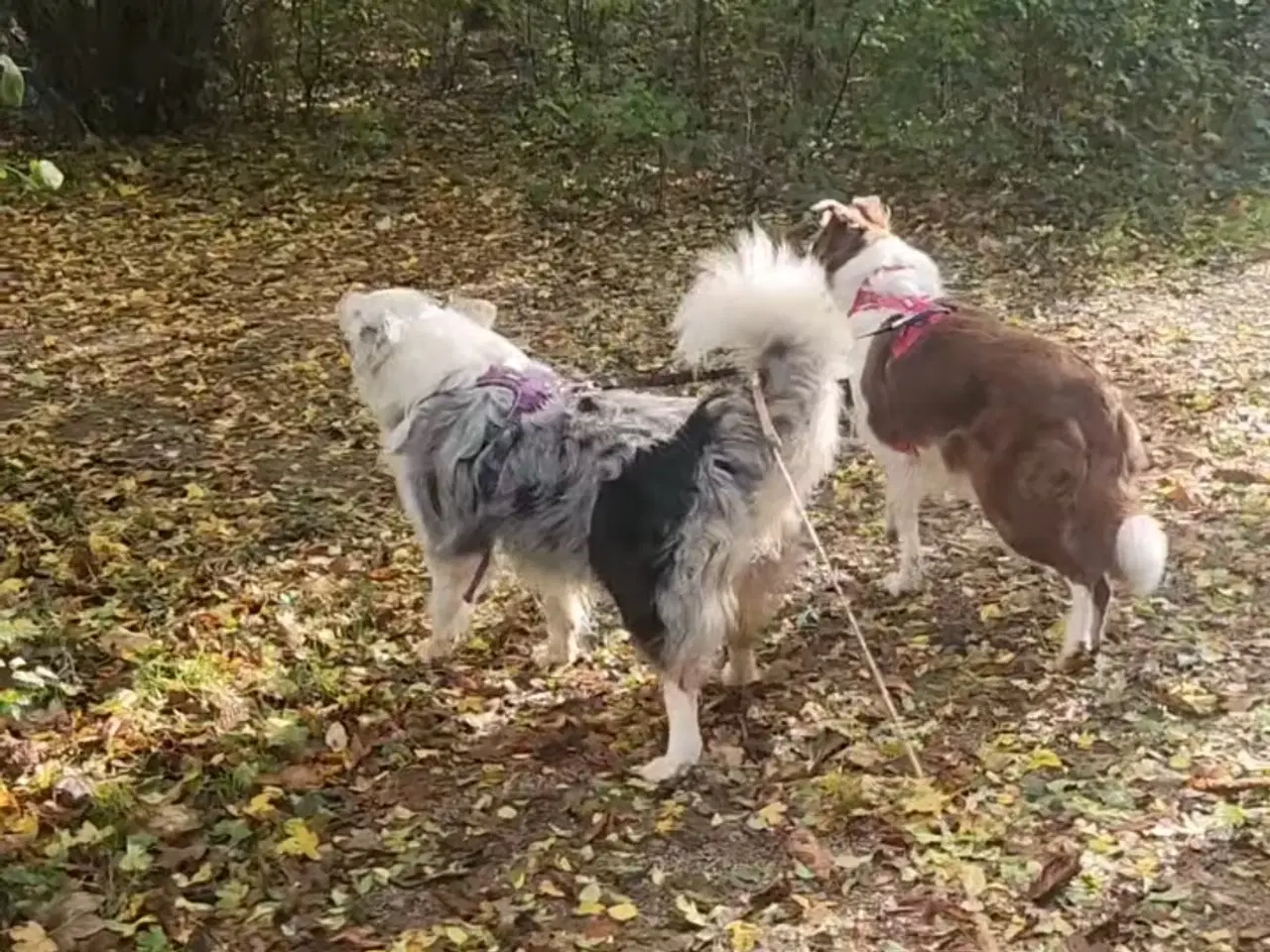 Billede 20 - Border collie/ Australien Shepherd mix