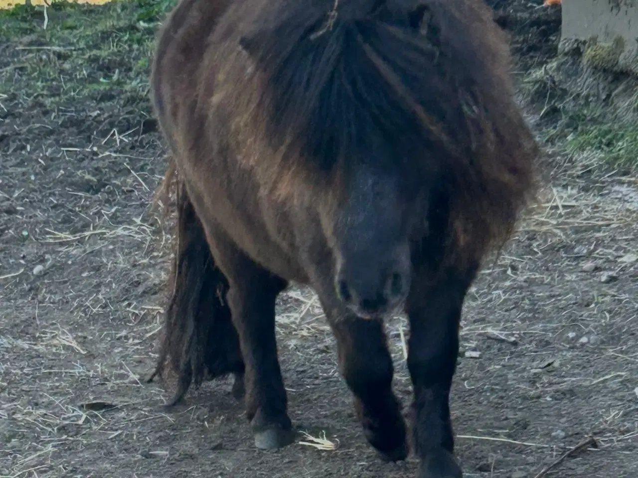 Billede 1 - Charmerende mini shetlænder hoppe sælges 