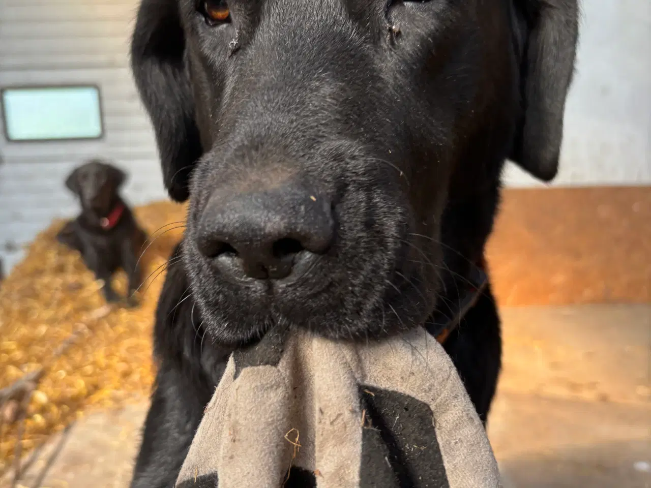 Billede 7 - Labrador blandningshvalpe