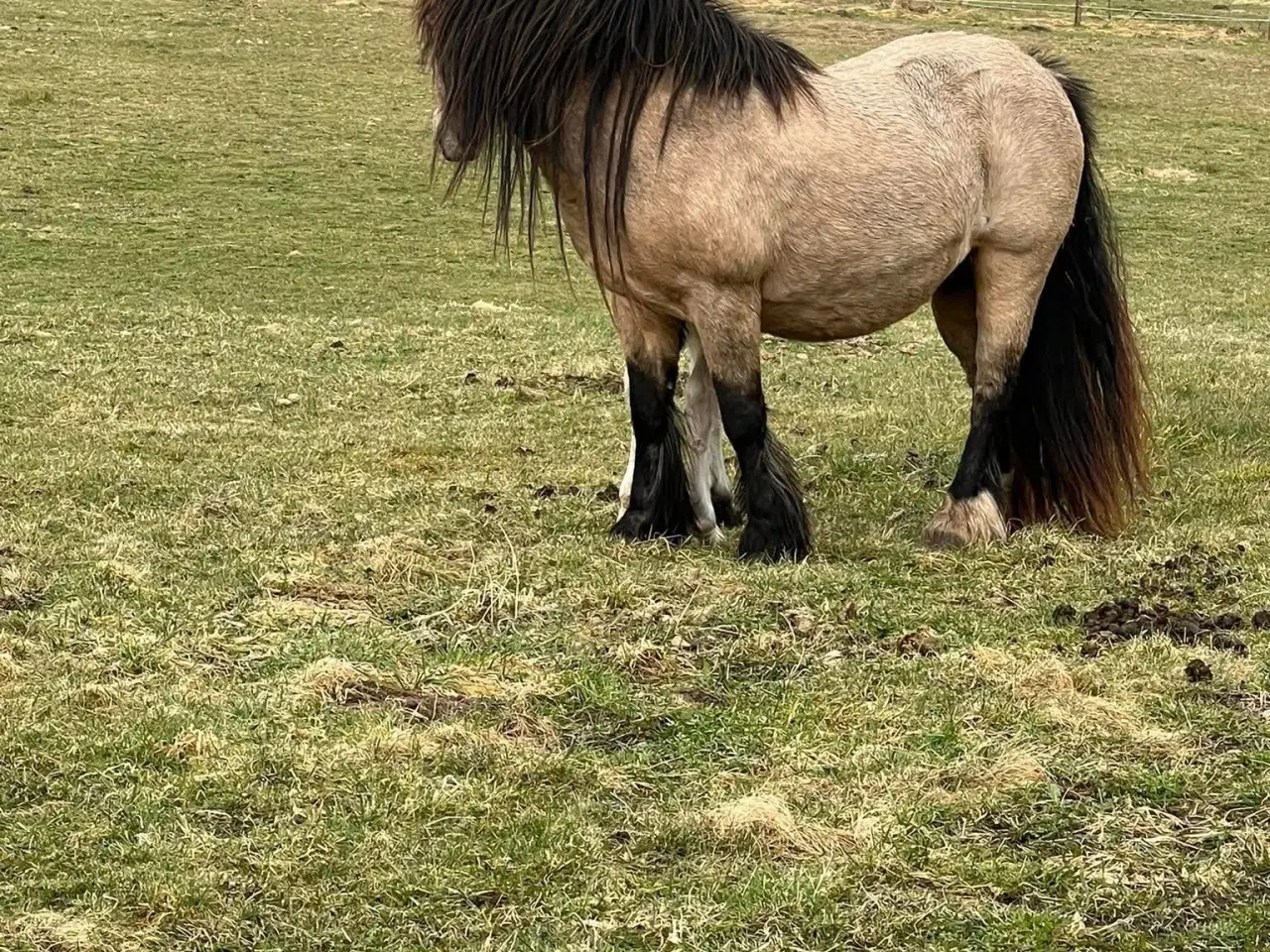 Billede 4 - MINI irish cob hoppeføl 