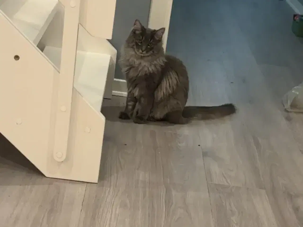 Billede 8 - Frida og Findus søger nyt hjem