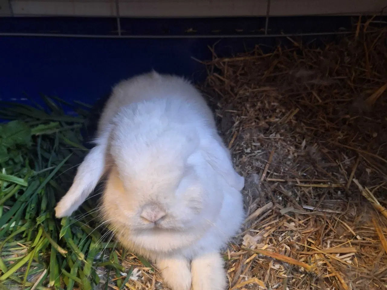 Billede 3 - Mini lop kanin 