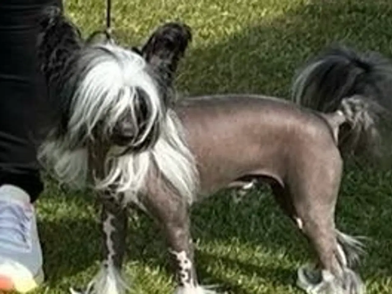Billede 15 - Chinese crested/Kinesisk hårløs, allergivenlige