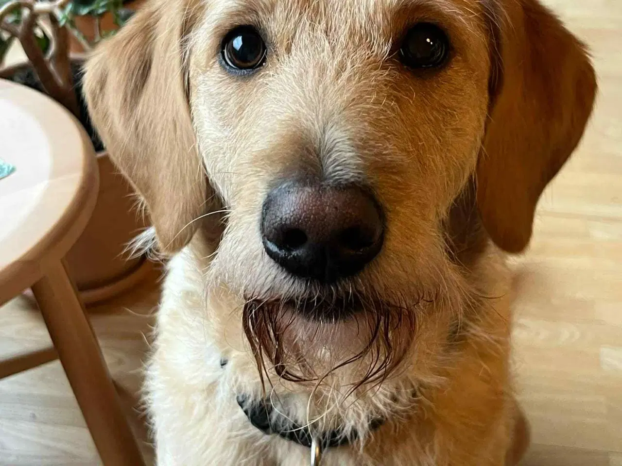 Billede 12 - Labradoodle F1b