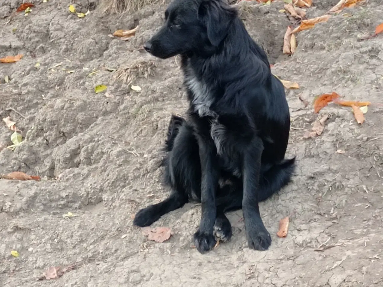 Billede 9 - Astrid fra A-holdet - Mild og kærlig