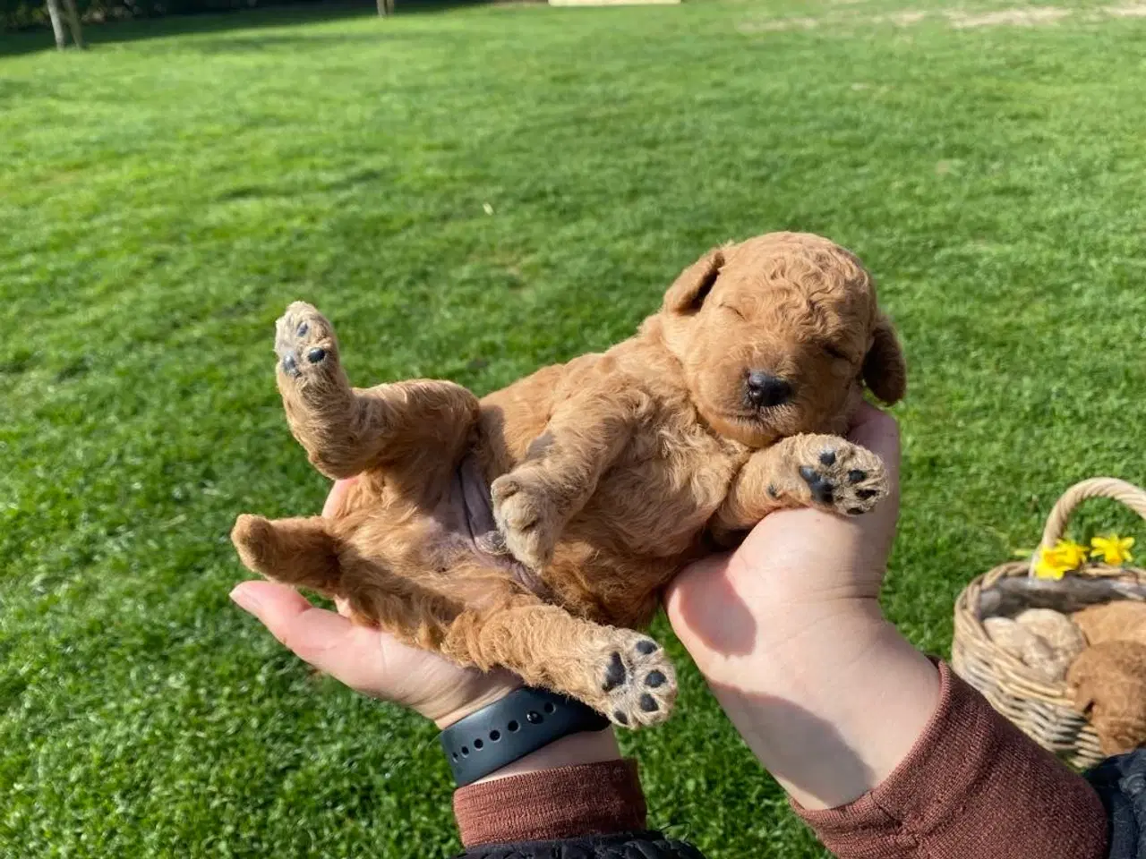 Billede 8 -  Smukke Goldendoodle mellem doodle hvalpe