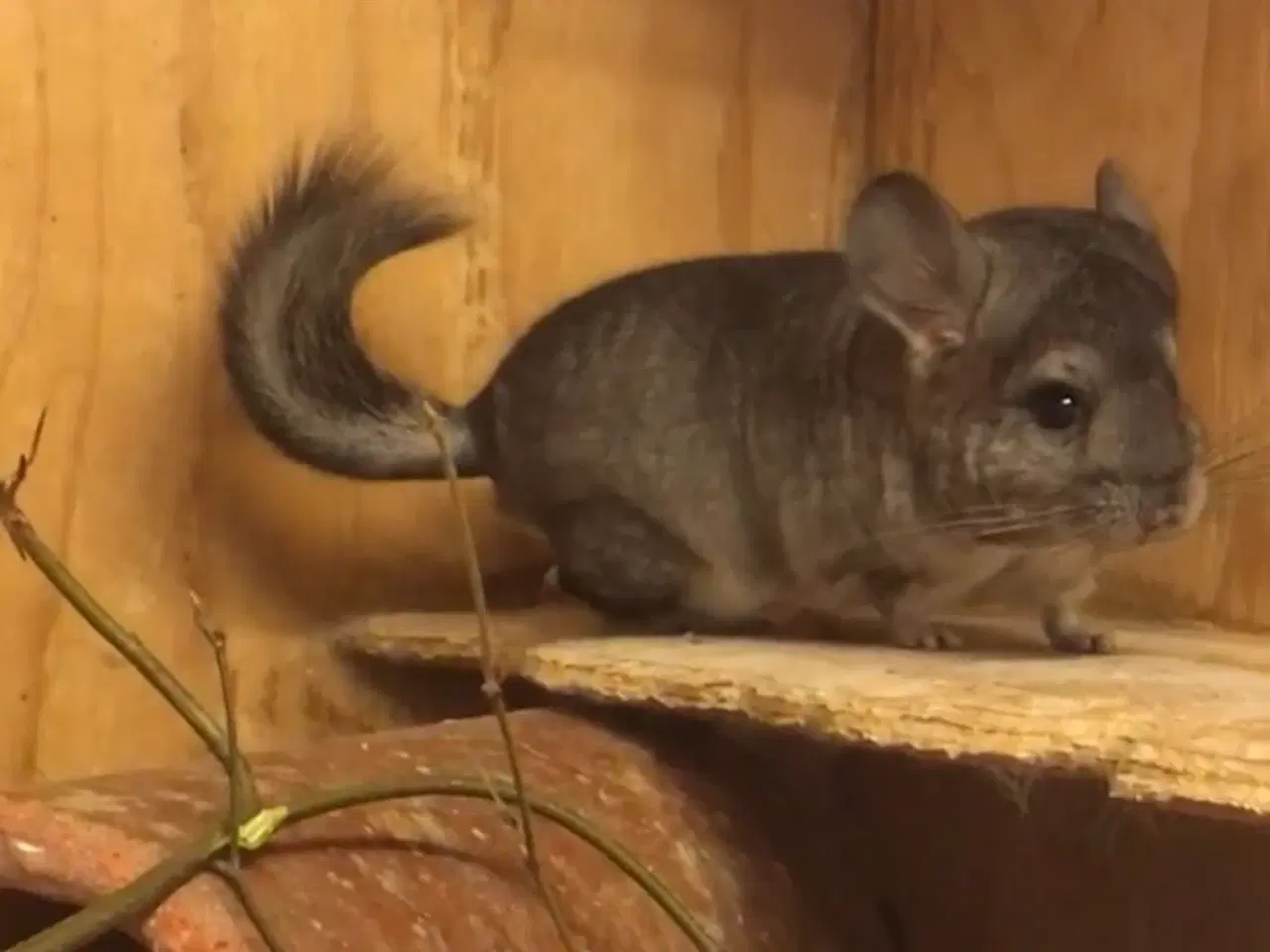 Billede 4 - Rpa og Rpac ( Angora) chinchillaer søger nyt hjem 