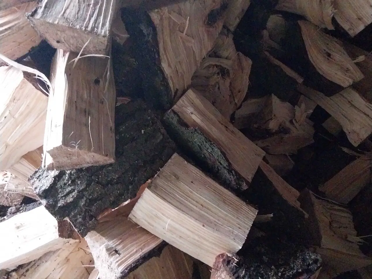 Billede 1 - Kløve grantræ