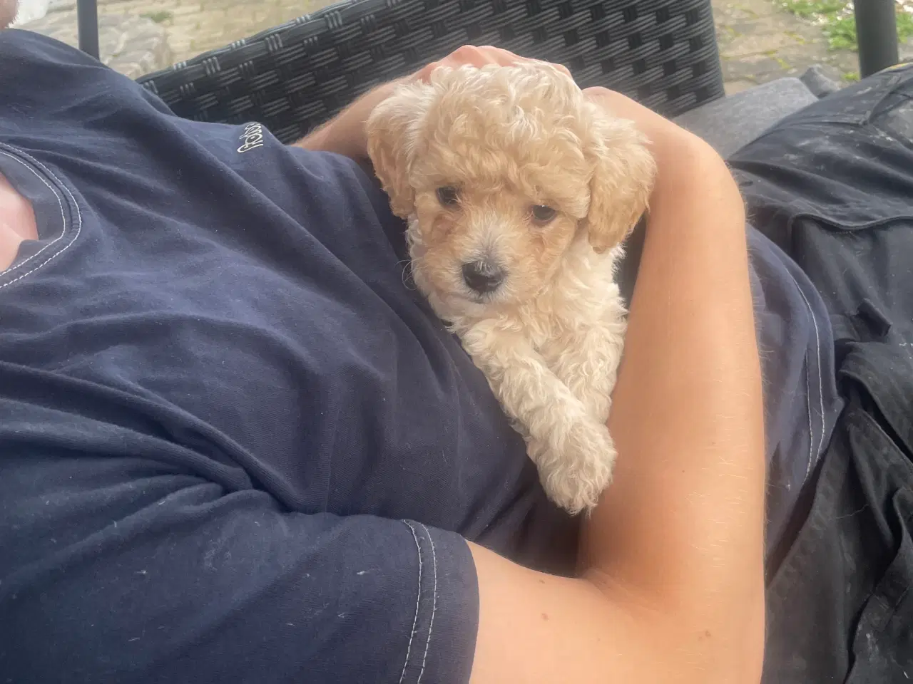 Billede 4 - Maltipoo F1 hvalpe
