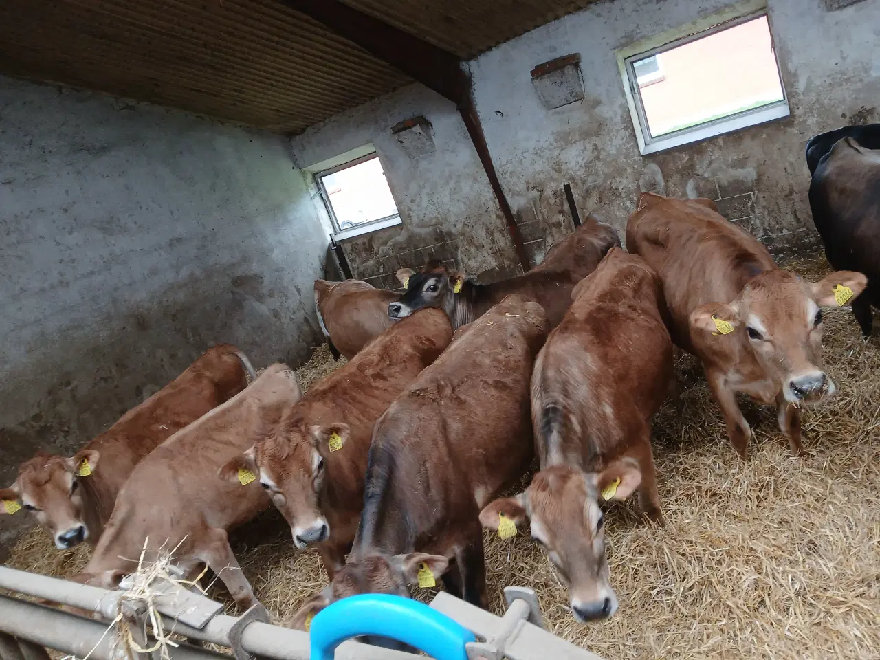 Billede 1 - Jersey kvier