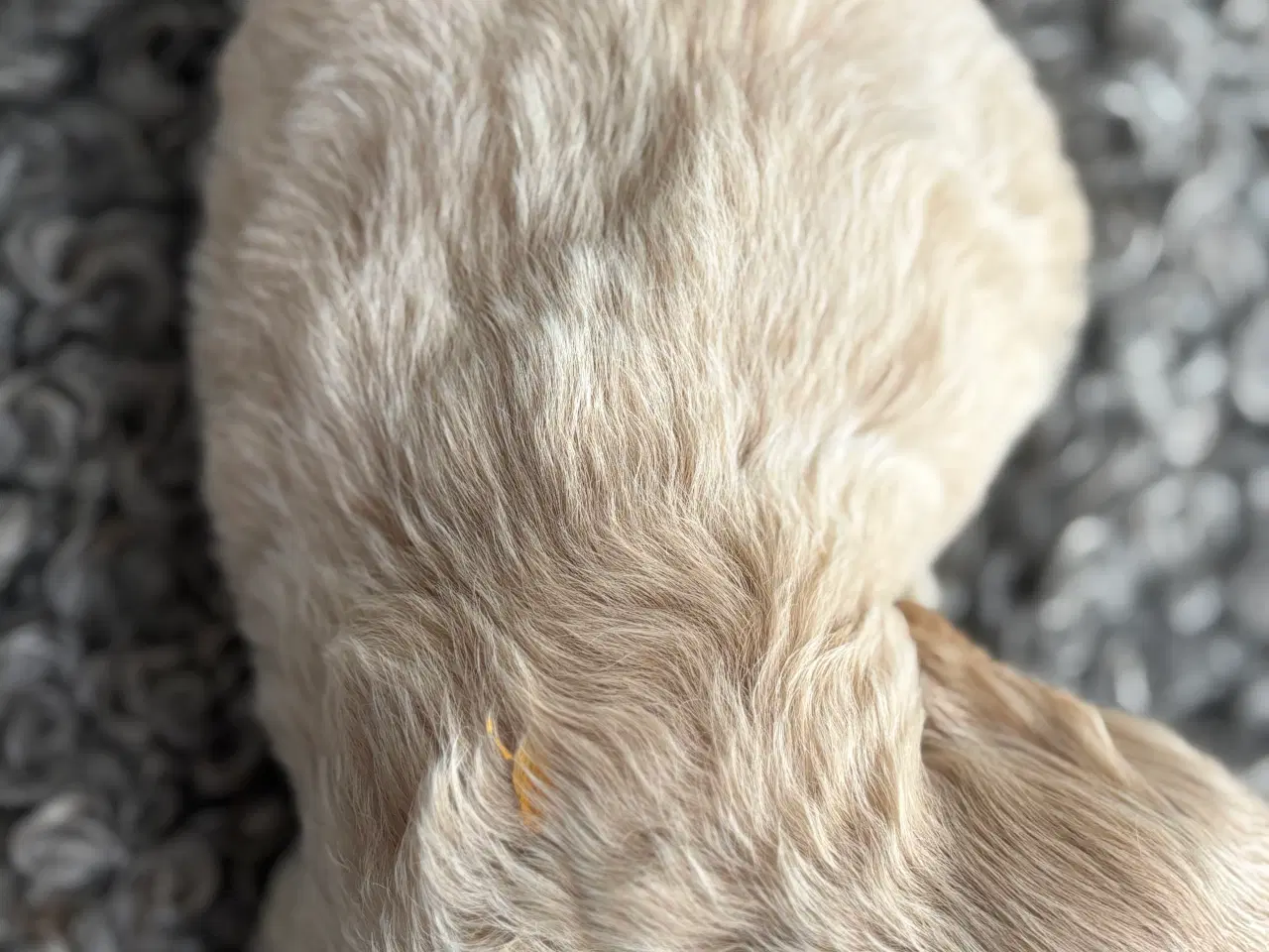 Billede 17 - Toy Cockapoo Doodle / Labradoodle