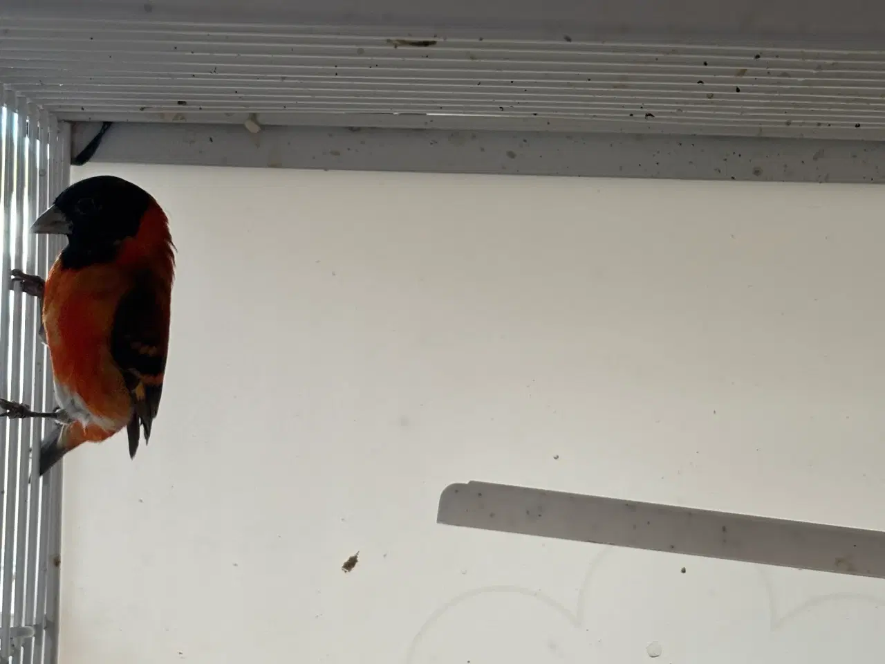 Billede 1 - Kapuzinersisken han