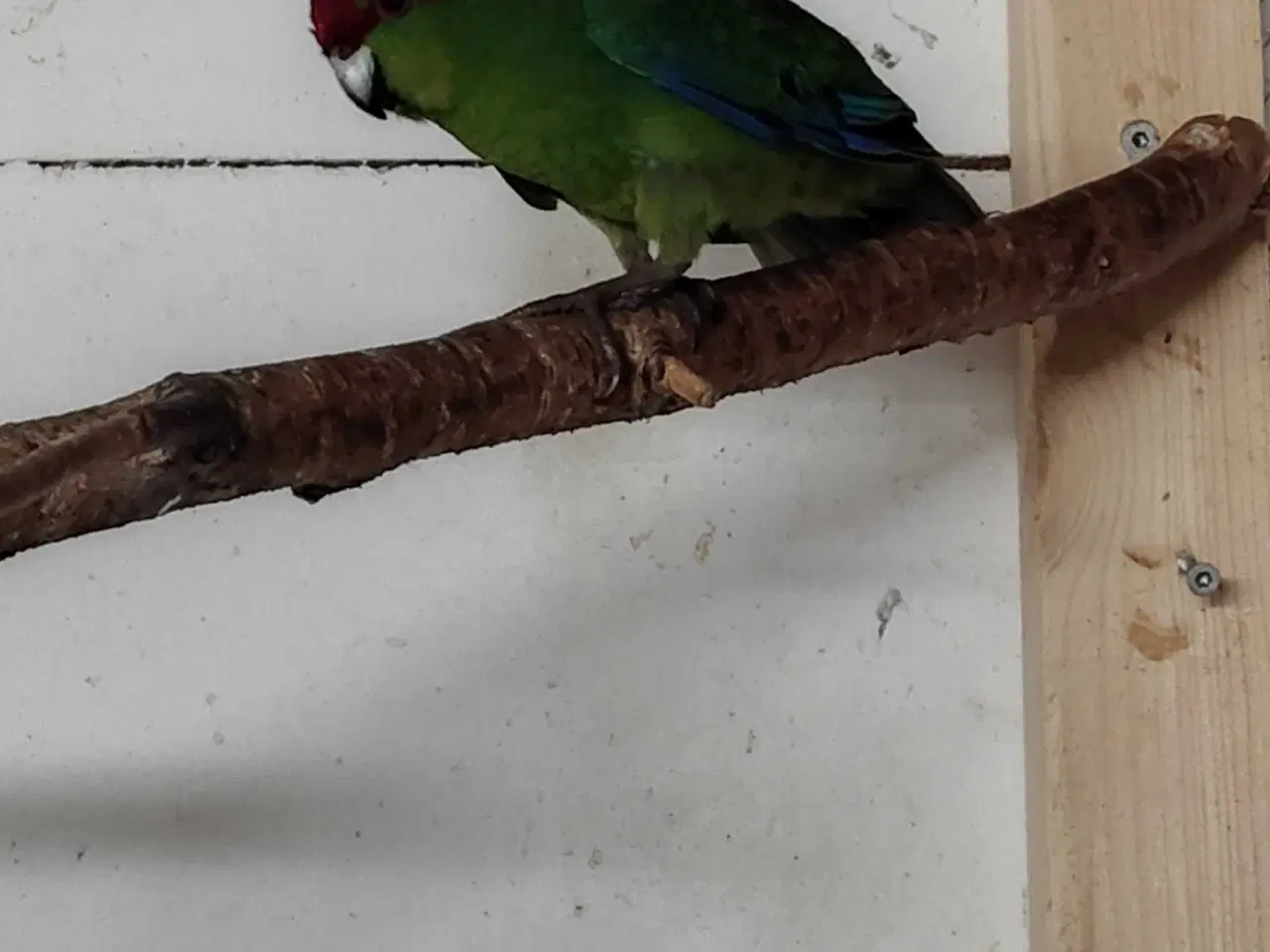 Billede 2 - Gedeparakit 