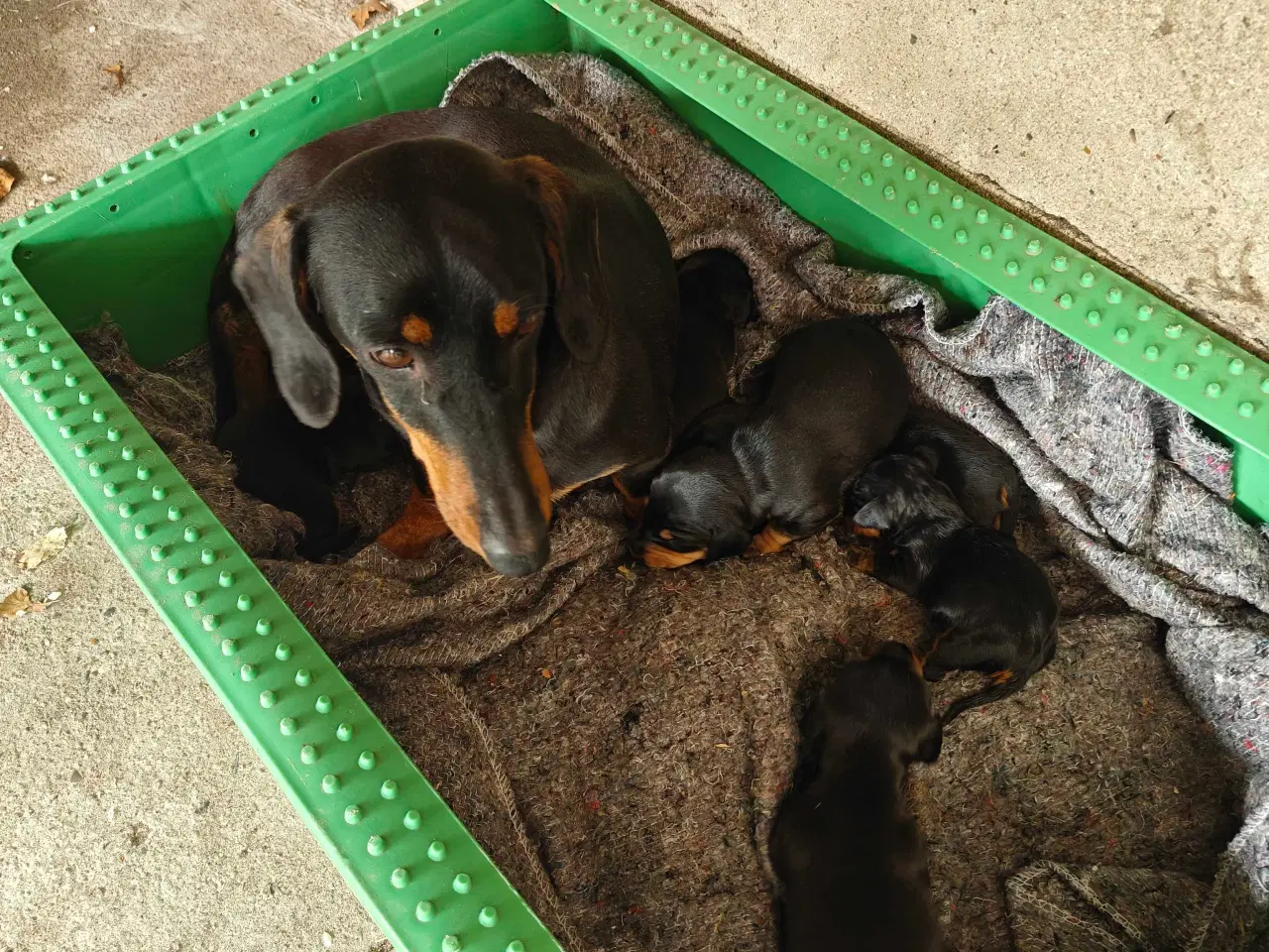 Billede 1 - Korthåret gravhunde hvalpe