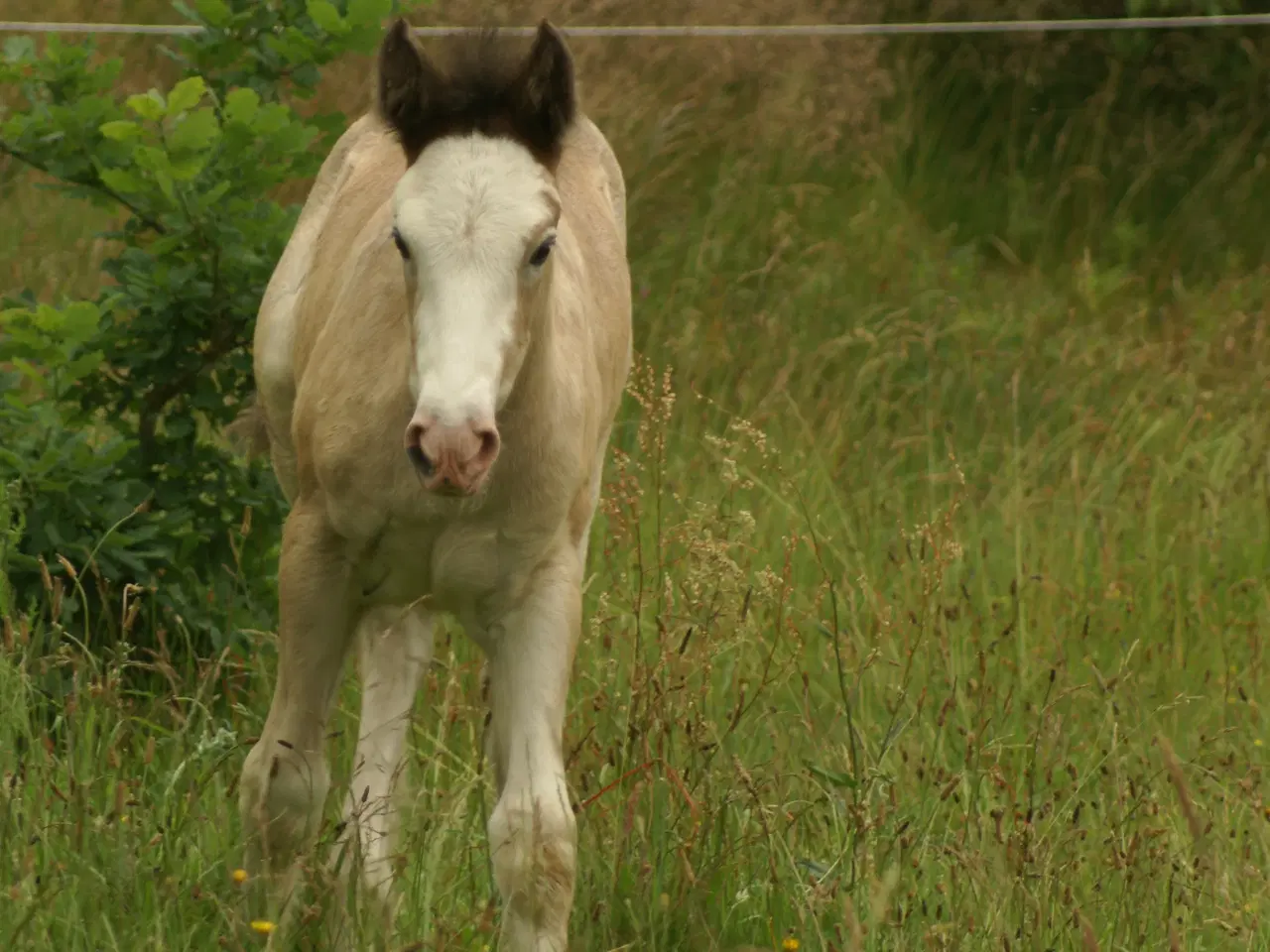 Billede 7 - Irish Cob hoppeføl