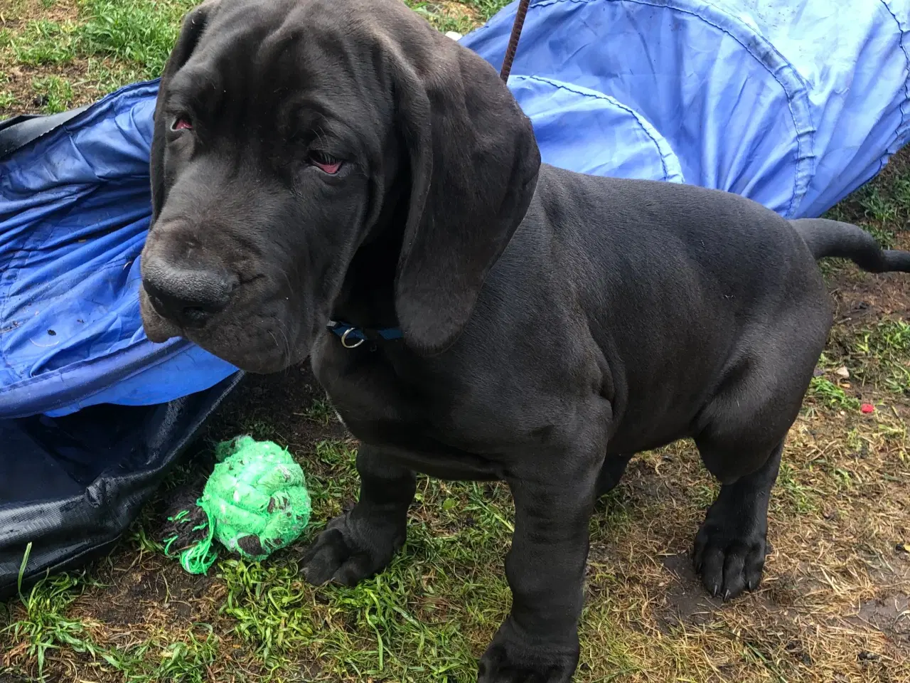 Billede 4 - Grand Danois hvalp. 