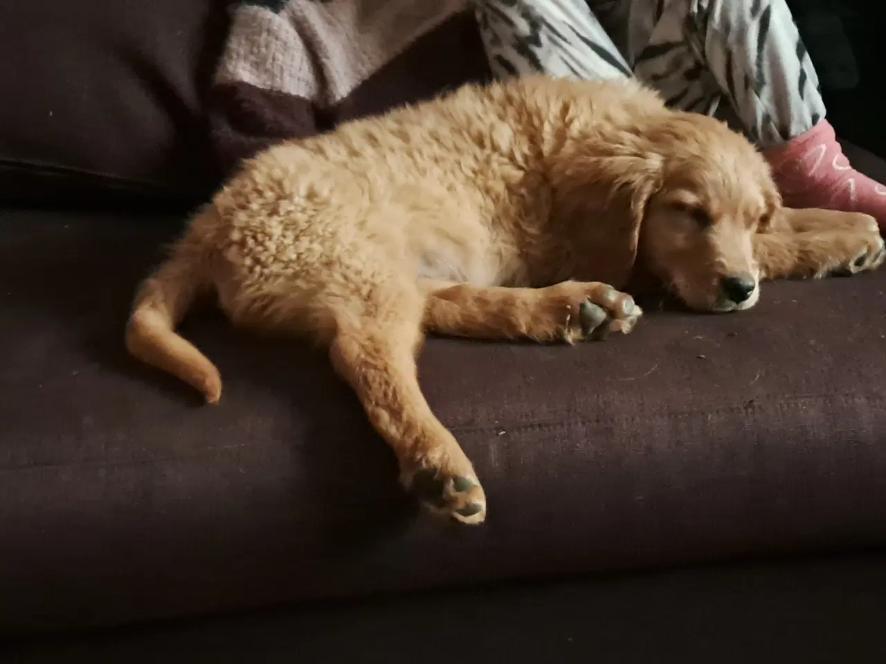 Billede 3 - 5 skønneste blandingshvalpe tilbage