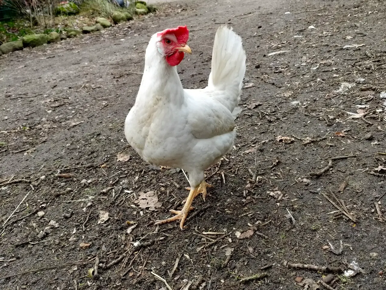 Billede 1 - Hvide italiener 